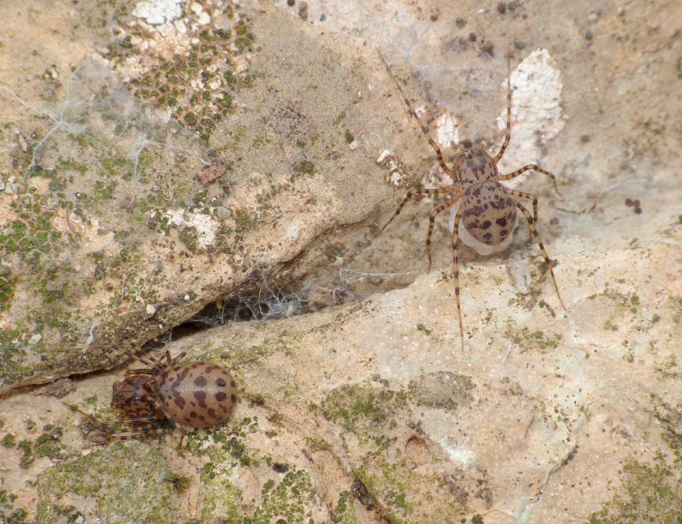 Scytodes thoracica con uova -  Tolfa (RM)